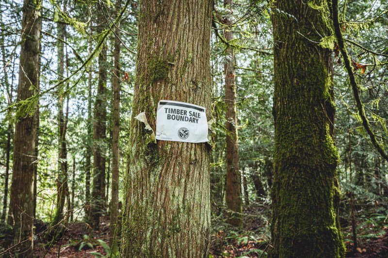 Timber sale boundary photo from Forest2Sea Photography