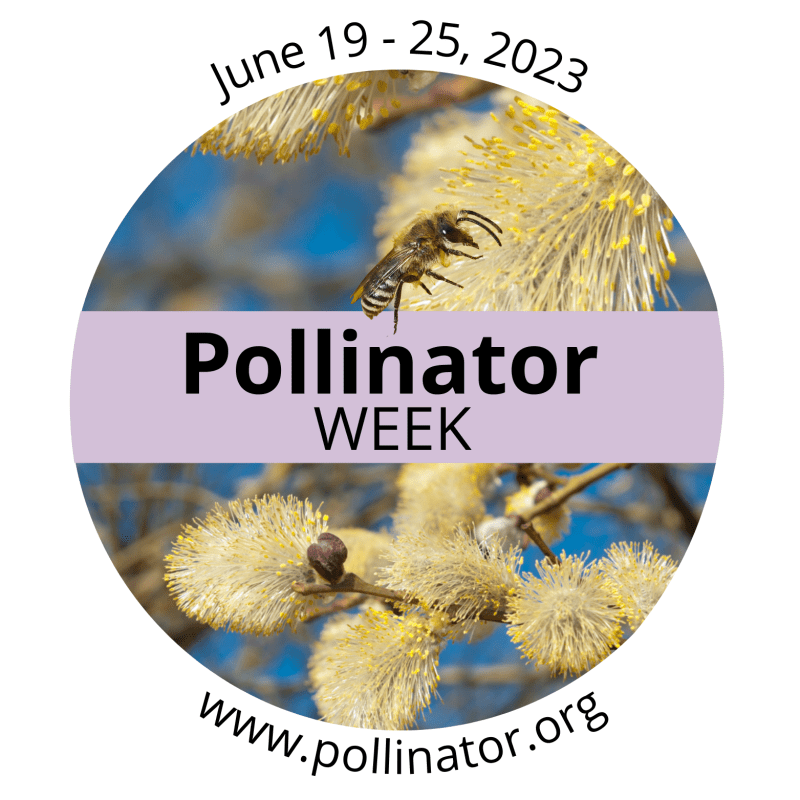 Pollinator week is June 19 to 25, 2023.
