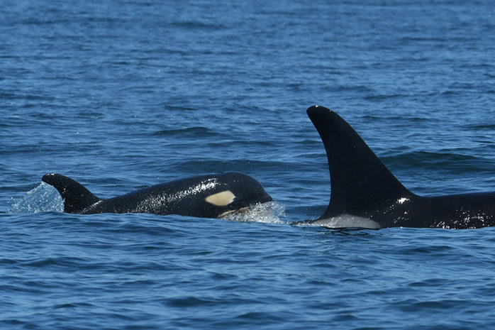 Baby calf born to endangered whales. Image from the Center for Whale Research.