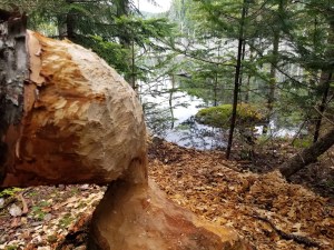Beaver chew in forest