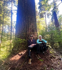 KNKX image of old growth tree