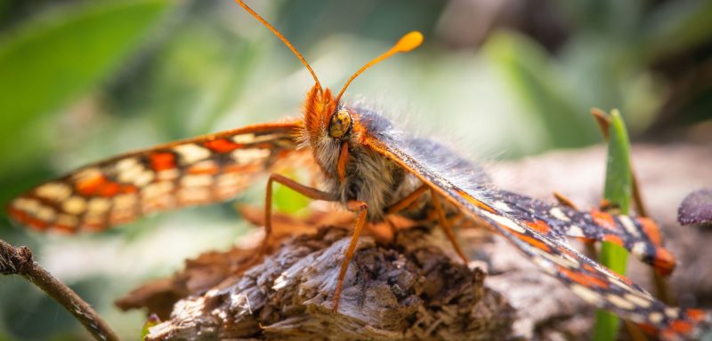 checkerspot butterfly from Hakai Magazine