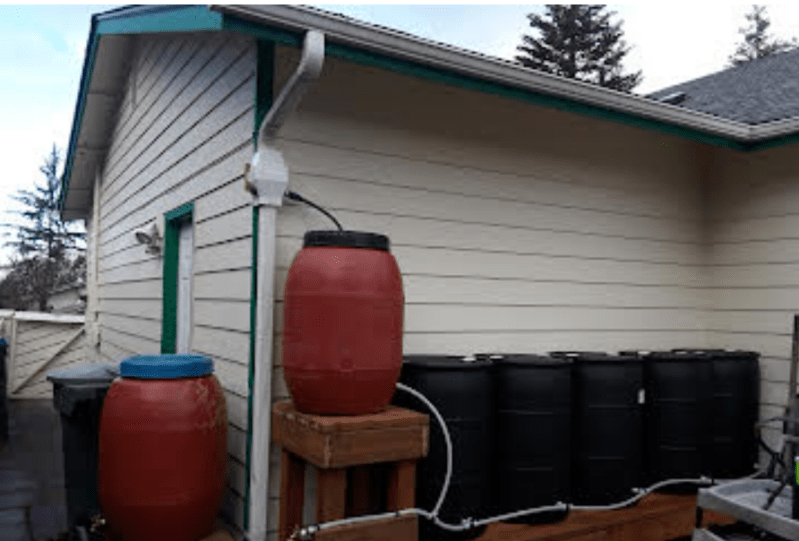 Rain Barrels at Tammy's home.