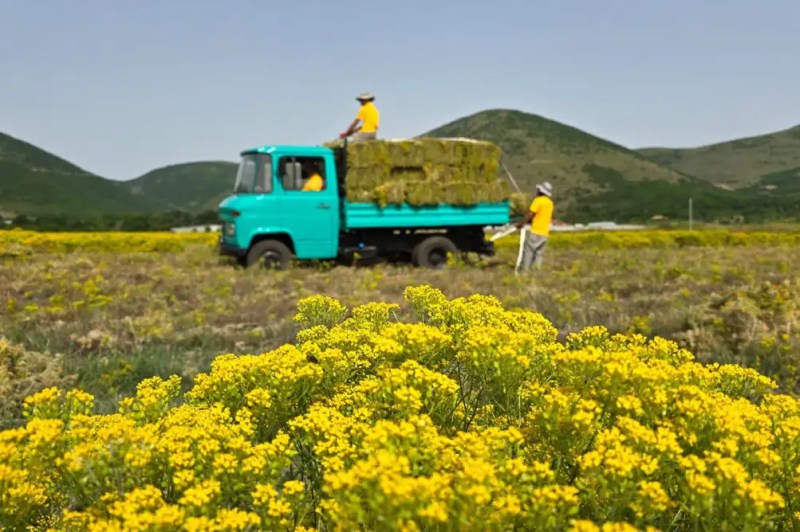 MetalPlant company farms flowers for EVs.