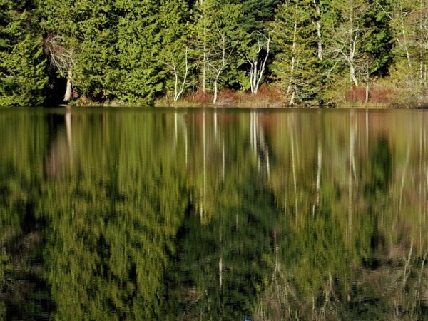 Fix Our Forests in Name&nbsp;Only