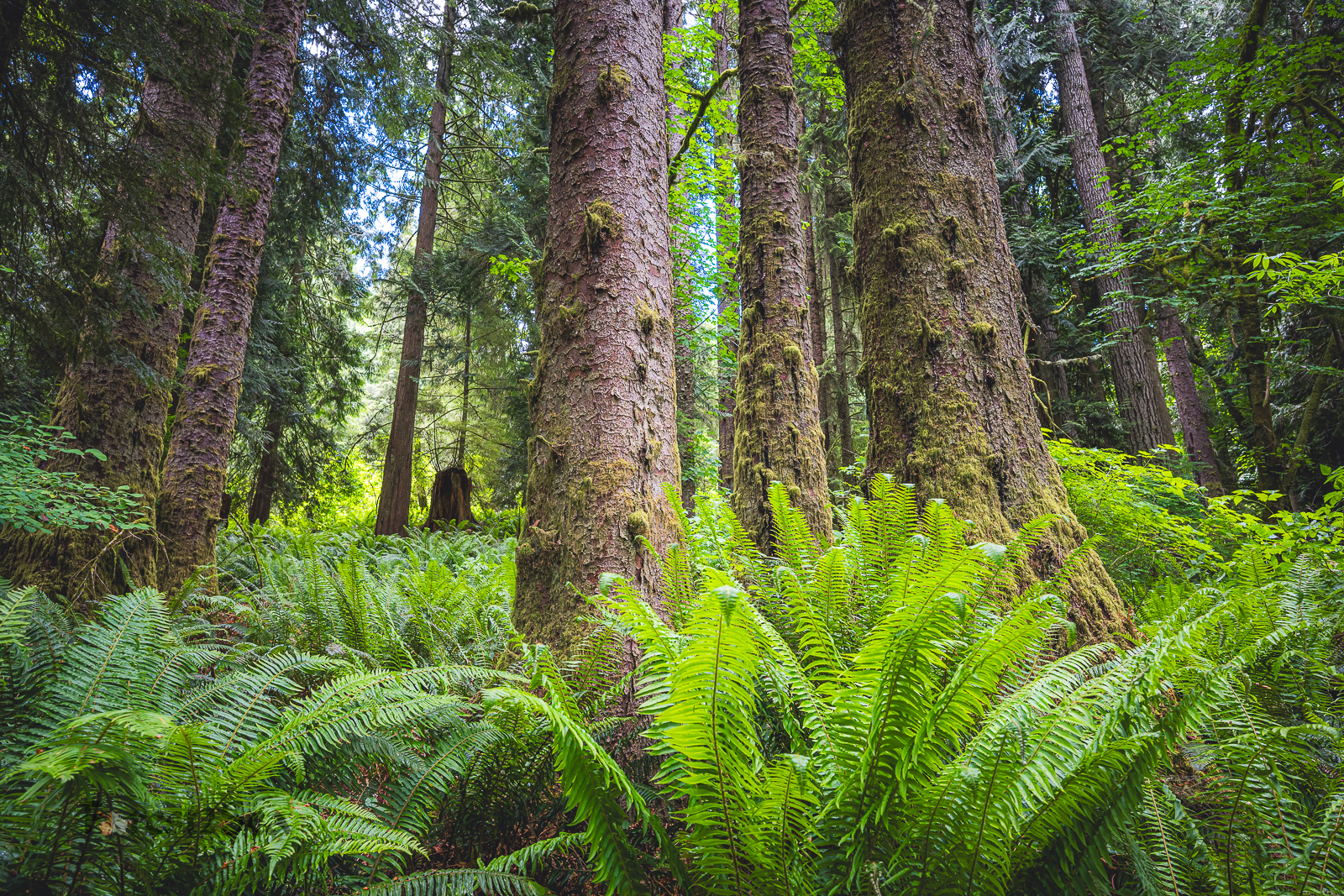Forest with trees and ferns.