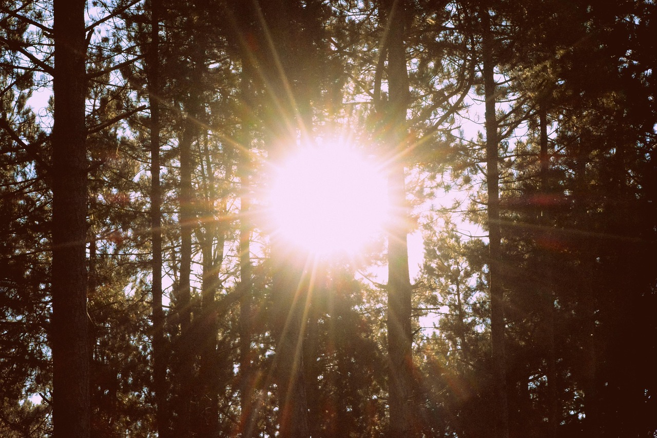Sunburst through the Trees