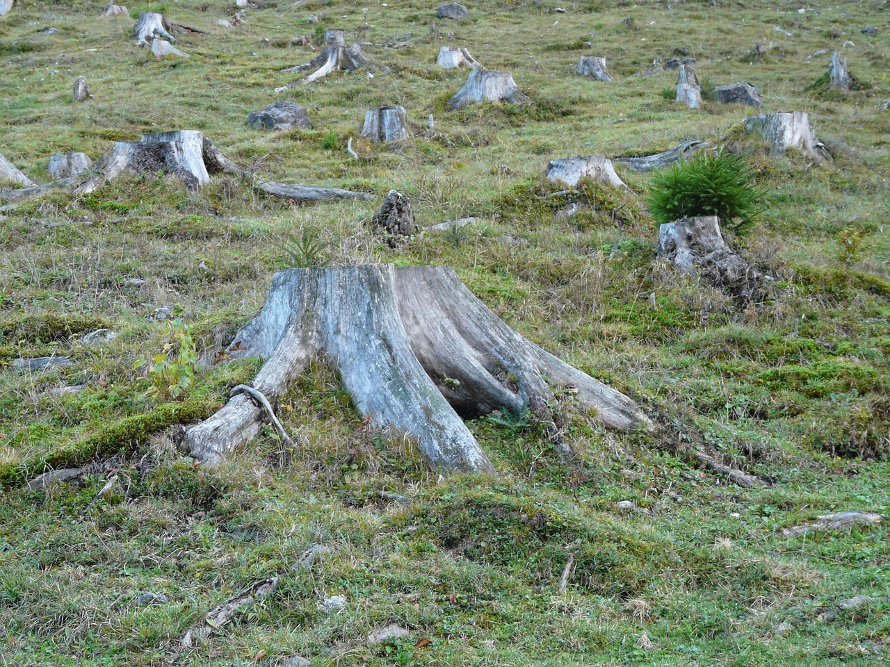 stumps from clearcut