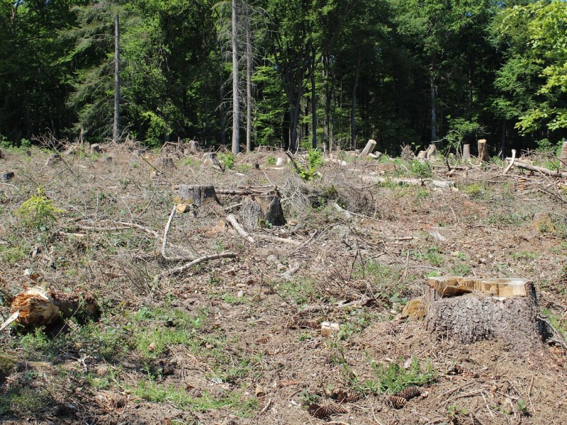 Federal Judge Nixes Rule That Enabled Clearcutting in the Name of Taming&nbsp;Wildfires