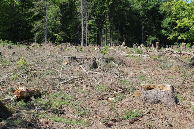 Federal Judge Nixes Rule That Enabled Clearcutting in the Name of Taming&nbsp;Wildfires